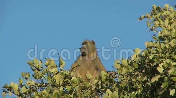 狒狒坐在树顶上视频的预览图