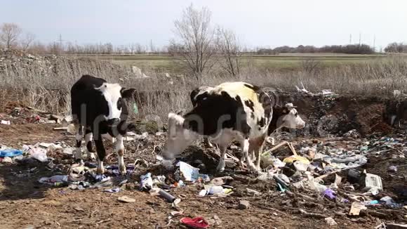 奶牛吃垃圾视频的预览图