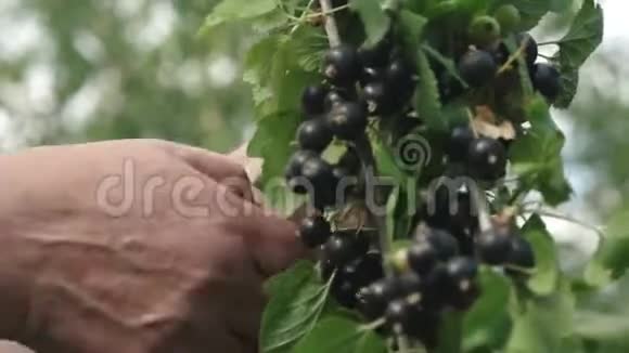 黑醋栗的收成是由一个农民收集的在花园里的黑色成熟多汁的醋栗一种大而甜的醋栗视频的预览图
