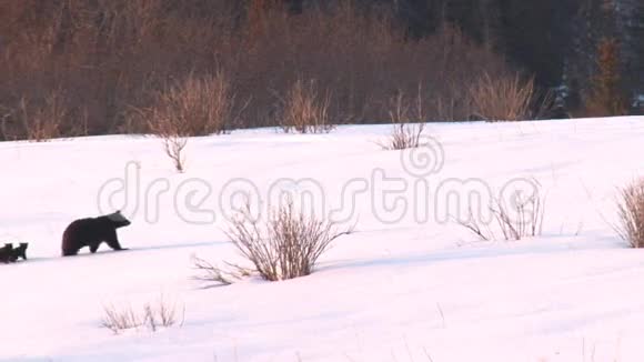 熊家人在雪地里移动视频的预览图