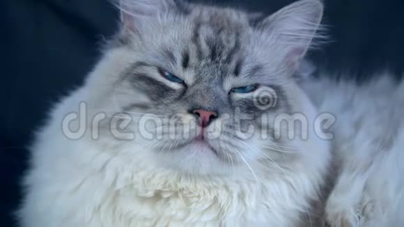 一只毛茸茸的彩色西伯利亚猫的肖像视频的预览图