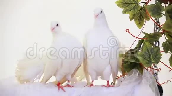 两个白色鸽子视频的预览图