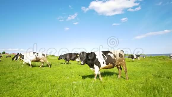 在阳光明媚的夏日牧场上吃草的奶牛看着镜头视频的预览图