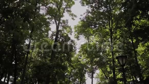 夏天城市公园里绿树成枝视频的预览图