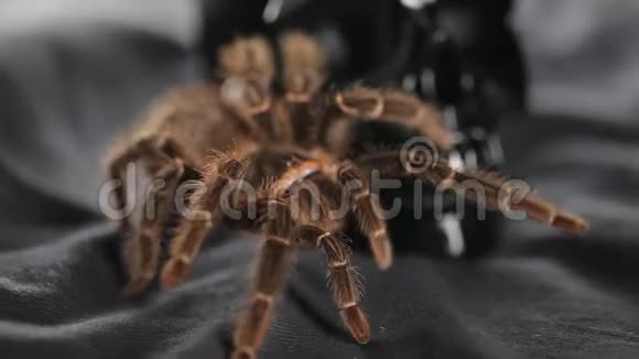 蜘蛛爬行坐在头骨上视频的预览图