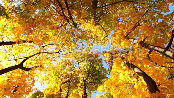 秋天森林中的树木数量视频的预览图