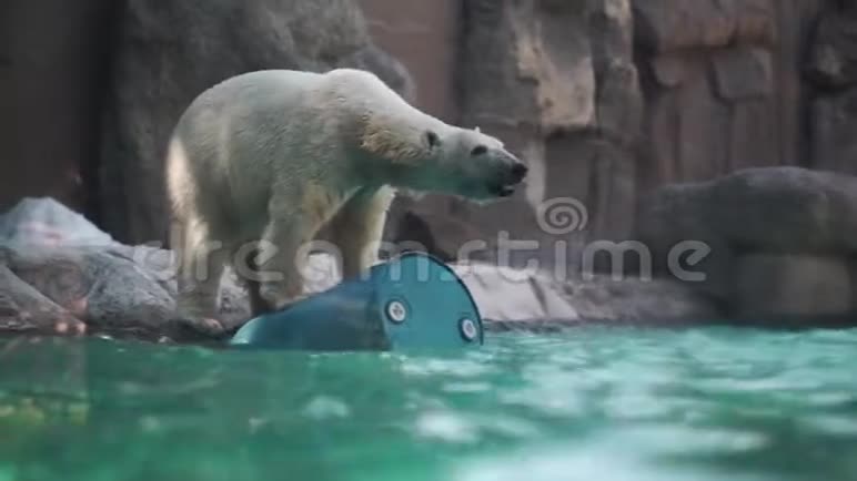 北极熊在动物园玩玩具视频的预览图