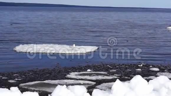 浮冰上的海鸥视频的预览图