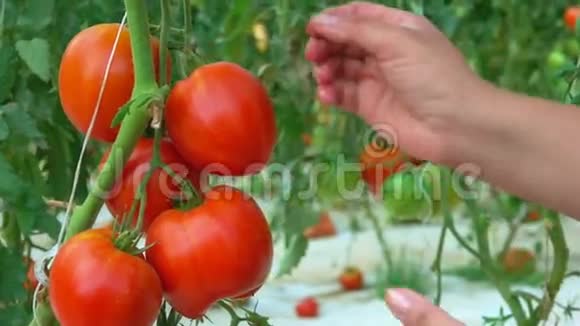 手从灌木丛中取出番茄视频的预览图