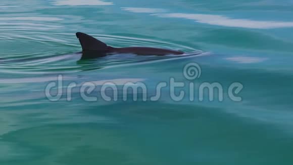 海豚游泳是同步的视频的预览图