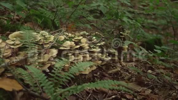 蘑菇在森林深处倒下的大树上的棕色野生蘑菇有绿色苔藓和蕨类植物的森林蘑菇视频的预览图