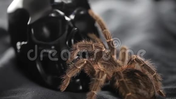 蜘蛛爬行坐在头骨上视频的预览图
