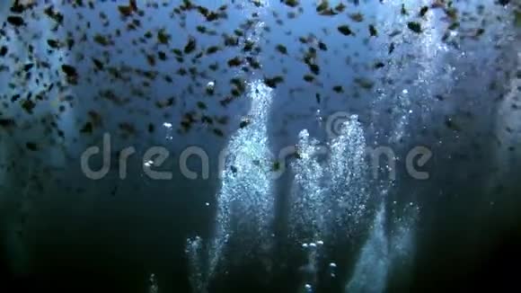 在反射太阳的背景下水下的鱼和气泡视频的预览图