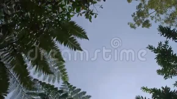 在热带雨林的绿树冠下漫步视频的预览图