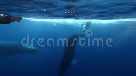 驼背鲸尾在蓝色太平洋中击败水下潜水员视频的预览图