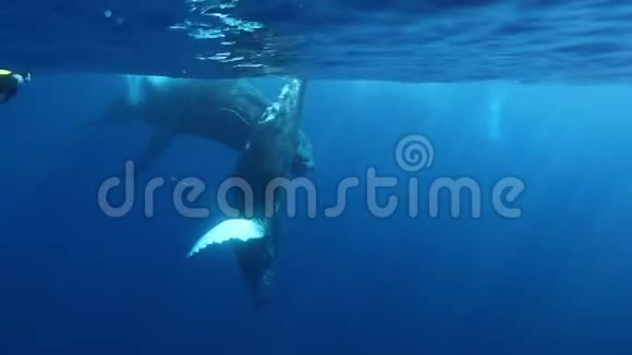 鲸犊与母座头鲸和潜水员在太平洋水面视频的预览图