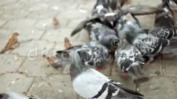 一群鸽子在公园里觅食视频的预览图