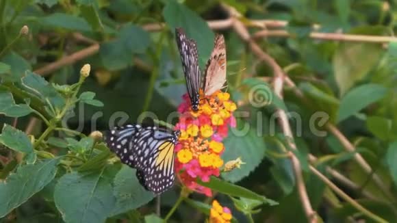 许多蝴蝶在花上视频的预览图