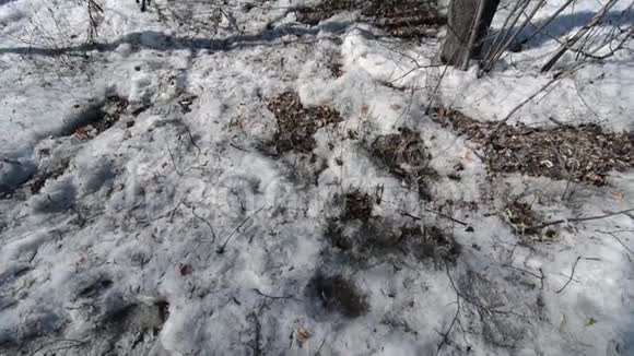 白雪覆盖的春天公园和树梢上的树木视频的预览图