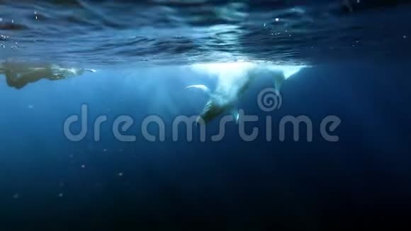驼背鲸犊在海洋阳光下水下的一群潜水员附近视频的预览图
