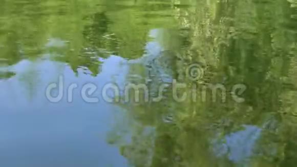 绿色的柳枝随风摇曳在公园里的河水上美丽的大自然夏日景观视频的预览图