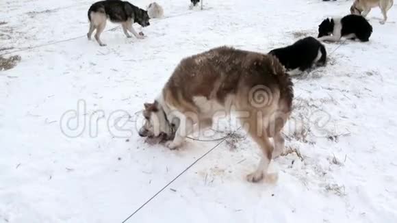 雪橇狗队马拉穆特爱斯基摩哈斯基吃北极的肉视频的预览图