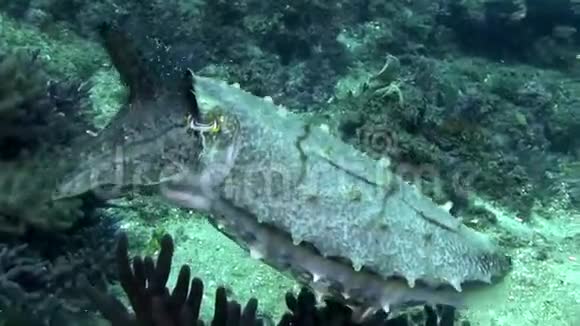紫斑乌贼在珊瑚中变色视频的预览图