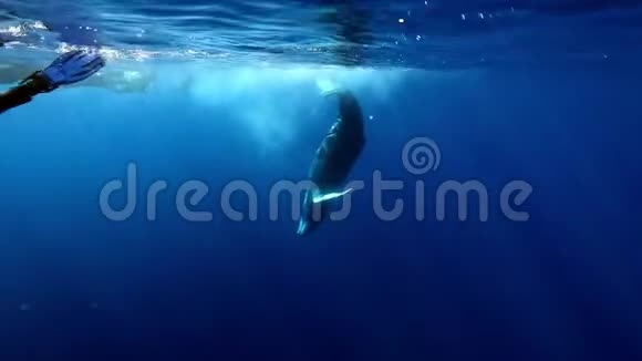 年轻的座头鲸小腿靠近一群水下潜水员在阳光下的海洋视频的预览图