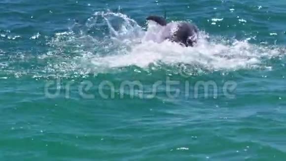 海豚在澳大利亚水域玩耍视频的预览图