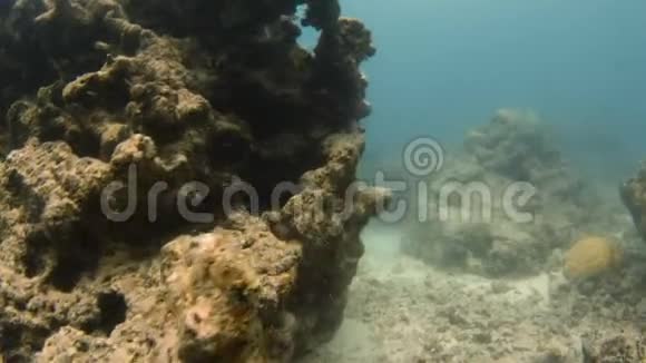 在一个巨大的珊瑚礁后面视频的预览图