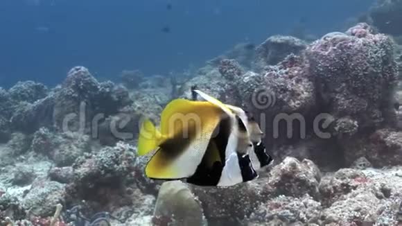 马尔代夫海底背景下的一对蝴蝶鱼视频的预览图