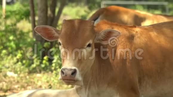 奶牛在树影中休息棕色奶牛糊状物视频的预览图