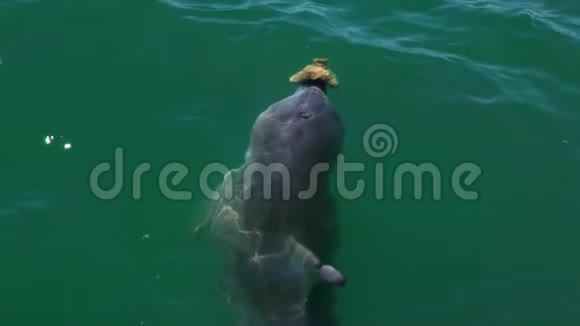 海豚在水面附近游泳视频的预览图