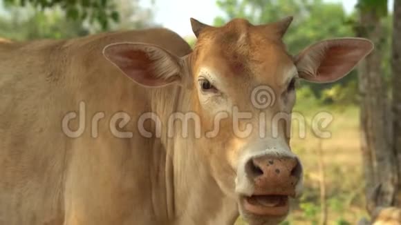 奶牛在树影中休息棕色奶牛糊状物视频的预览图
