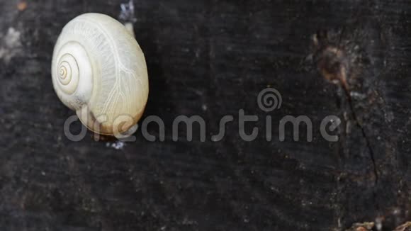 从贝壳里出来的小蜗牛视频的预览图