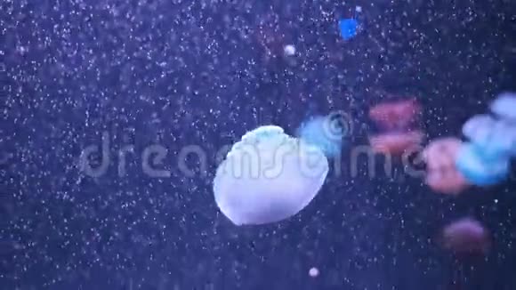 卢塞纳大理石水母在深蓝色背景下在水中移动水母水下水母水母视频的预览图