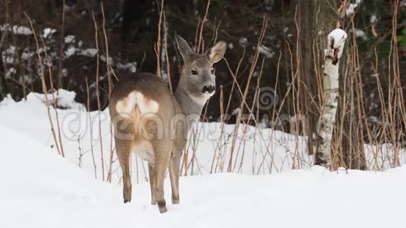 野生在冬季的自然卡普雷乌斯视频的预览图