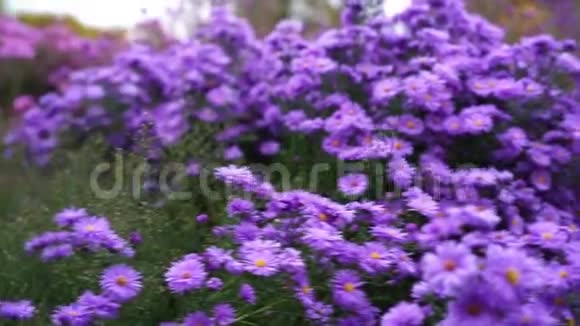 粉红色的紫色花朵和蜜蜂的花园视频视频的预览图