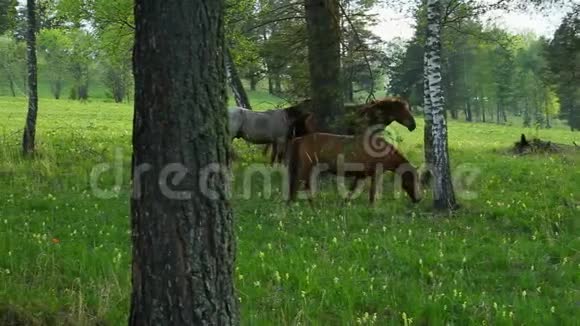 在阿尔泰的草地上的家养马日落时马在树林里散步阿尔泰草地上的马在此背景下视频的预览图