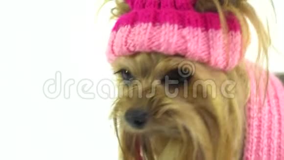 穿着时髦的粉红色帽子的约克郡猎犬注视着他的情妇视频的预览图