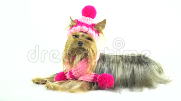 约克郡猎犬戴着一顶时髦的粉红色帽子躺在白色的背景上然后站起来视频的预览图