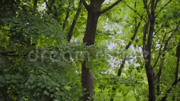 夏天城市公园里绿树成枝视频的预览图