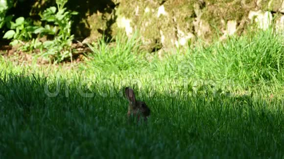 兔子在草地上4K视频的预览图
