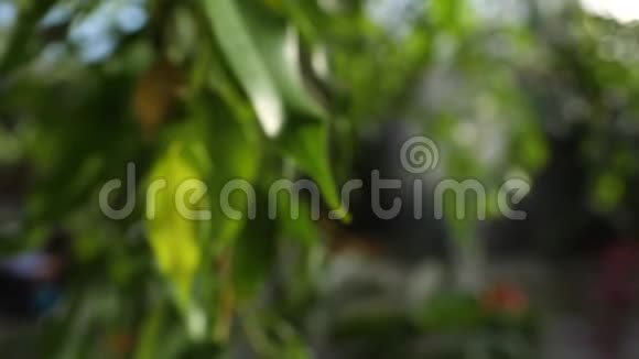 暖阳下树木绿叶的特写绿色多汁的叶子在阳光的照射下拉长视频的预览图