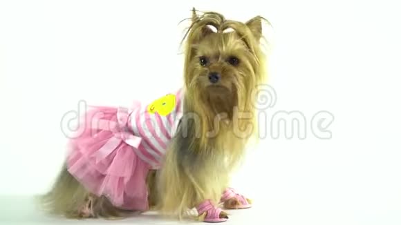 穿着时髦的粉红色连衣裙和小拖鞋的约克郡猎犬紧跟着玩具然后走向她视频的预览图