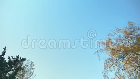 多莉在蓝天背景上用相机慢慢地从树底拍摄视频的预览图