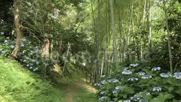 公园夏季热带雨林竹巷佐治亚州巴统视频的预览图