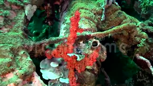在祖鲁海Dumaguete珊瑚上的哈莱金甜唇斑点甜唇视频的预览图