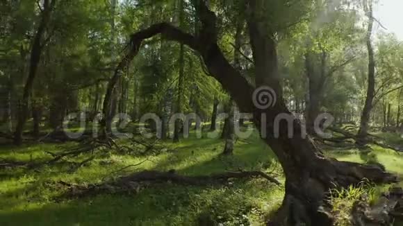 美丽的空中拍摄一条溪流沿着森林的景观流过阳光穿过树木视频的预览图