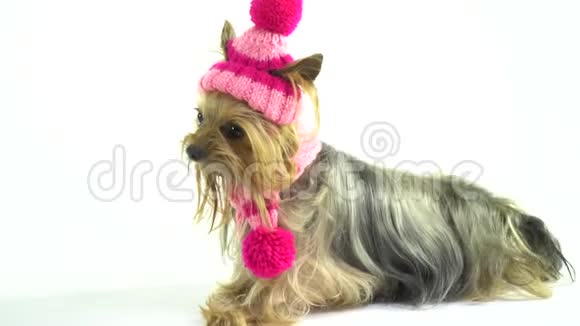约克郡猎犬戴着时髦的粉红色帽子和围巾散步视频的预览图